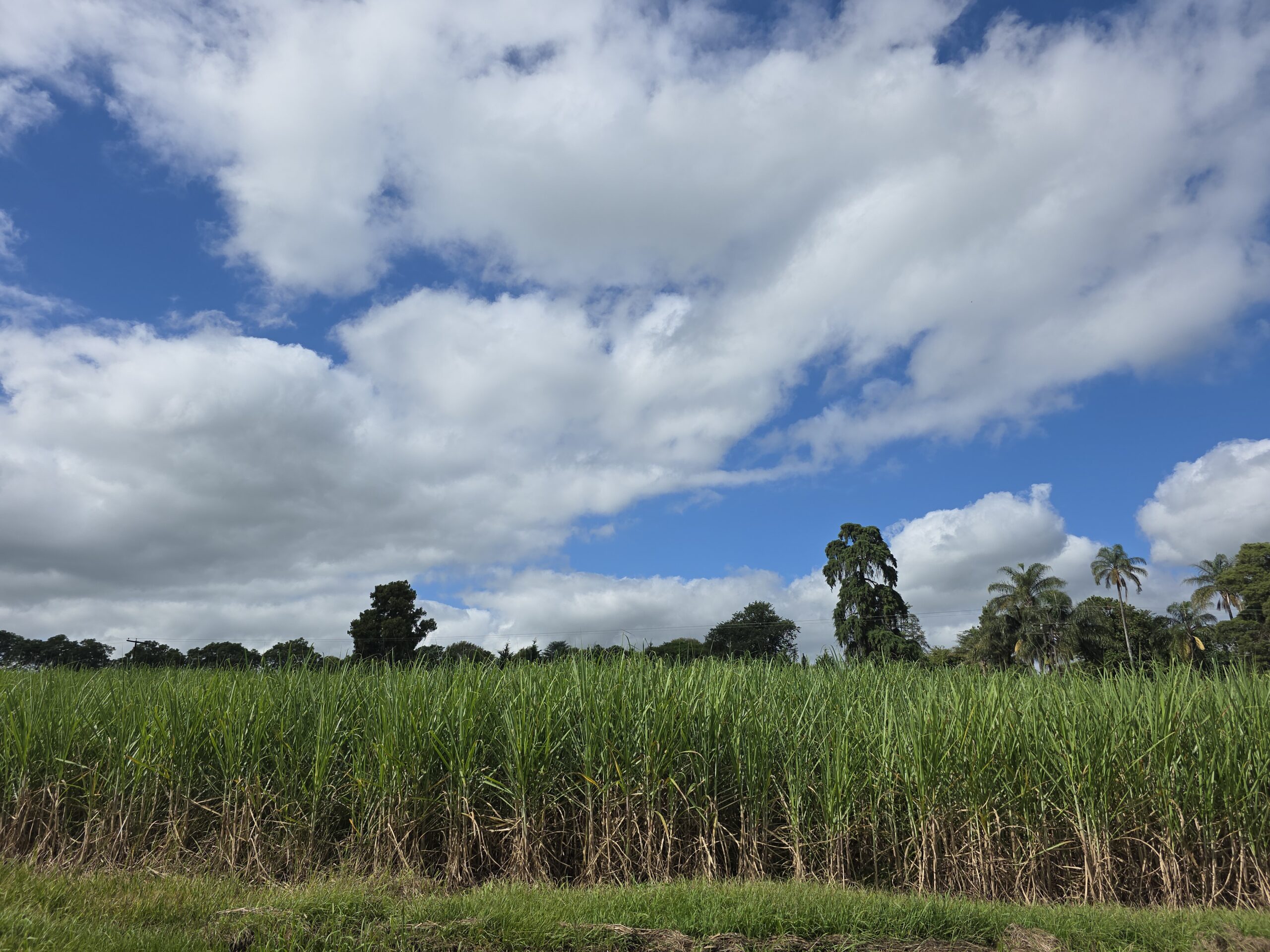 rheochem sugar processing technology